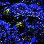 black dahlia black dahlia